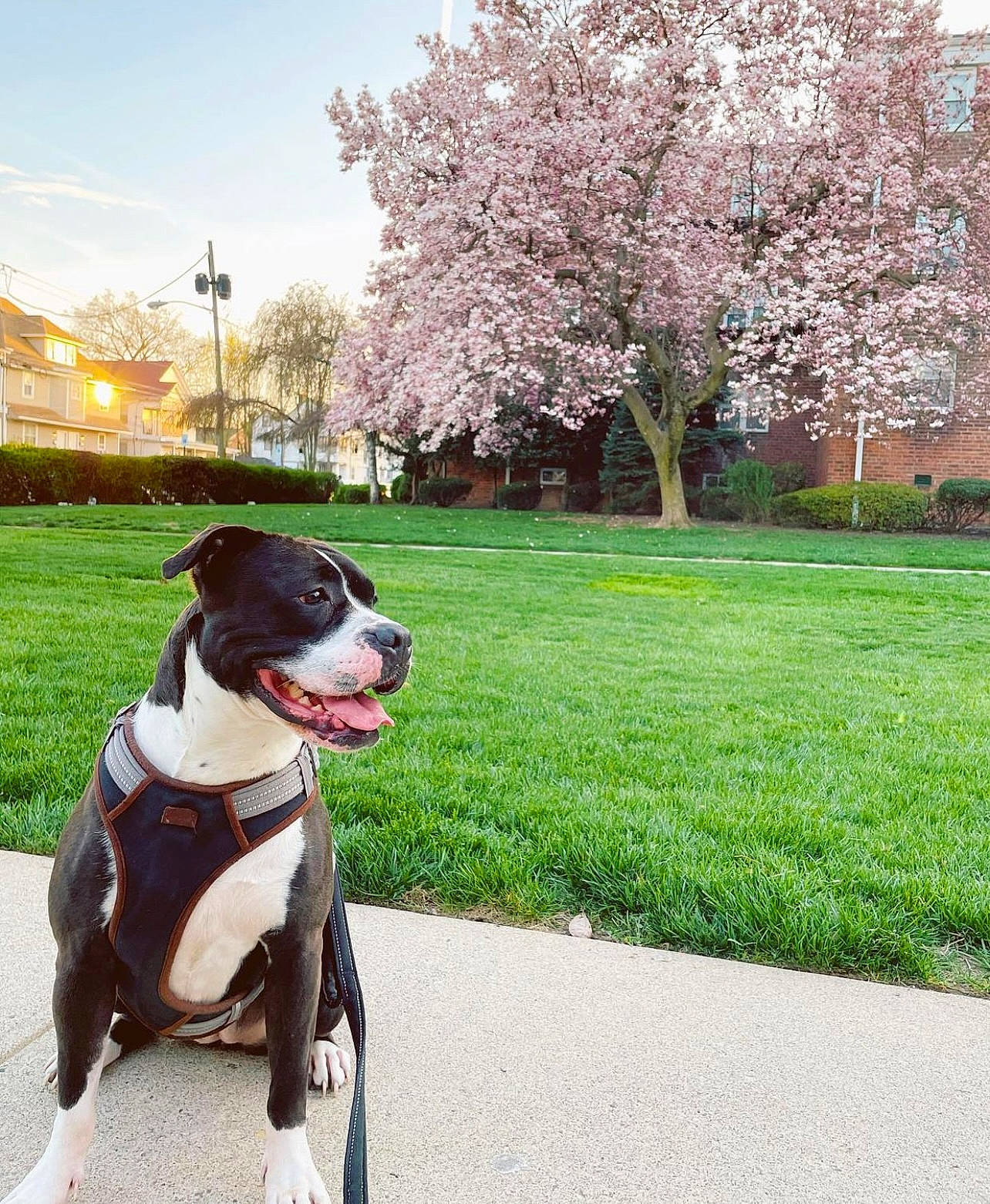 Luna Rose is registered to the contest to win money with this photo: carnivore, collar, companion_dog, dog, dog_breed, dog_collar, dog_supply, fawn, flower, grass, green, leash, plant, shrub, sky, snout, sporting_group, tail, tree, working_animal