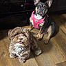 dog, two_dogs, brown_dog, fluffy_dog, small_dog, pink_harness, wooden_floor, indoor, pet, animal, cute, sitting, happy, playful, companion, domestic, fur, canine, friendly, portrait