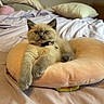 kitten, cat, pet, fluffy, fur, cushion, bed, indoor, relaxed, cute, collar, pink, peach, pillow, sleepy, animal, feline, resting, soft, domestic