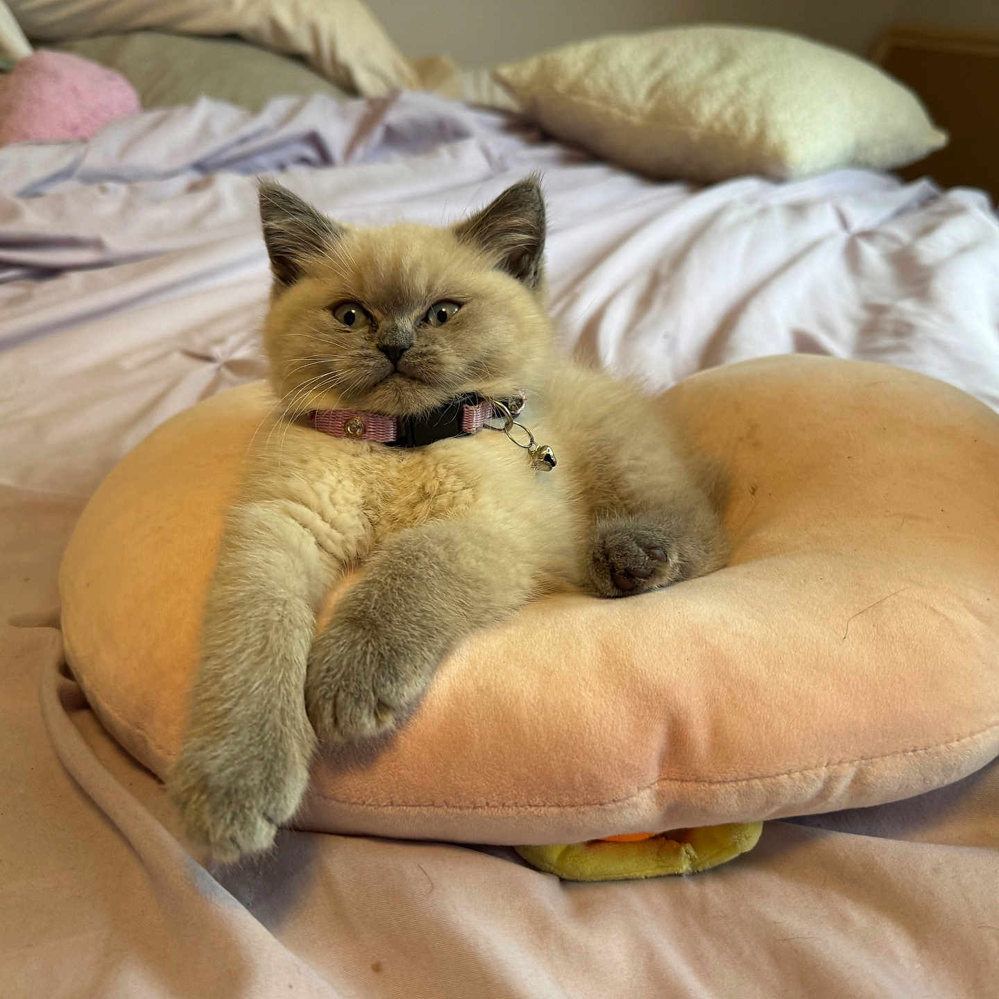 Lu Lu joined the competition — help win amazing prizes! kitten, cat, pet, fluffy, fur, cushion, bed, indoor, relaxed, cute, collar, pink, peach, pillow, sleepy, animal, feline, resting, soft, domestic