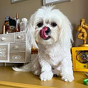 Pearl joined the competition — help win amazing prizes! dog, white_fur, tongue, pet, indoor, table, decor, statue, drawer, cute, fluffy, animal, face, nose, paw, fur, small_dog, mischievous, tongue_out, portrait
