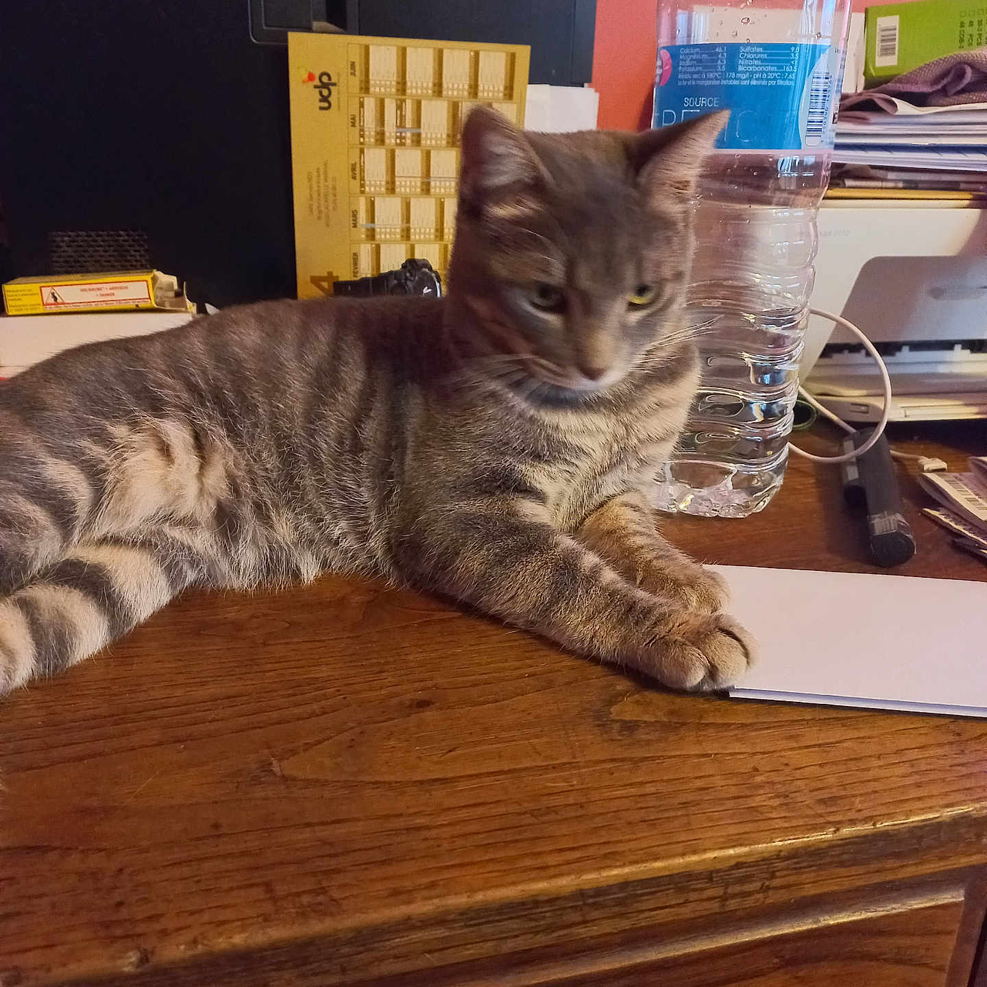Zebulon a rejoint le concours — aidez-le/la à gagner de superbes lots ! blurred_face, calendar, cat, clutter, domestic_animal, feline, household, indoor, office_supplies, orange_wall, papers, pet, relaxed, resting, stationery, striped, tabby_cat, table, water_bottle, wooden_desk