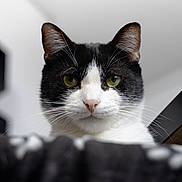 Sasha a rejoint le concours — aidez-le/la à gagner de superbes lots ! abyssinian, angora, animal, blackcat, cat, kitten, manx, pet, siamese