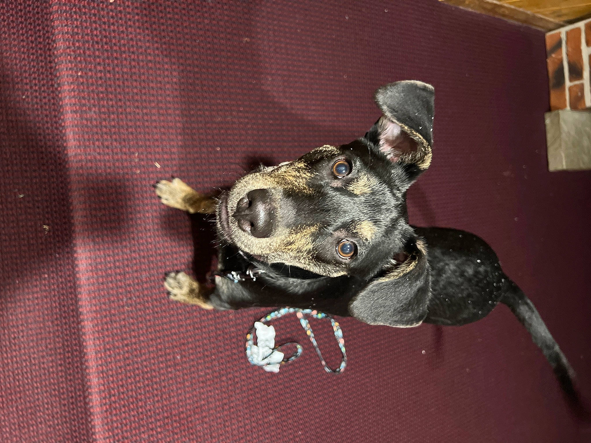 Luna is registered to the contest to win money with this photo: amphibian, art, bronze, bronze_sculpture, canidae, carnivore, claw, dog, dog_breed, fashion_accessory, fawn, jewellery, metal, pest, reptile, snout, sporting_group, tail, terrestrial_animal, working_animal