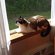 Mercedes joined the competition — help win amazing prizes! cat, windowsill, sunlight, indoor, window, greenery, pet, animal, relaxing, fur, side_view, daylight, curtains, wood, domestic, mammal, quiet, peaceful, resting, profile