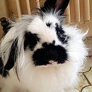 Princesse participe au concours pour gagner de l'argent avec cette photo : domestic_rabbit, ear, fur, rabbit, rabits_and_hares, snout, whiskers