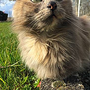 Plumette participe au concours pour gagner de l'argent avec cette photo : cat, cat_like_mammal, fauna, fur, grass, ragdoll, small_to_medium_sized_cats, snout, whiskers, wildlife