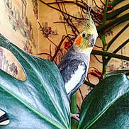 Chipie participe au concours pour gagner de l'argent avec cette photo : beak, bird, cockatiel, cockatoo, fauna, feather, parakeet, parrot, perico