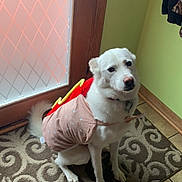 Luna is registered to the contest to win money with this photo: dog, pet, costume, hot_dog, white_dog, indoor, rug, tile_floor, door, frosted_glass, patterned_rug, sitting, animal, cute, funny, pet_clothing, collar, leash_tag, window, home