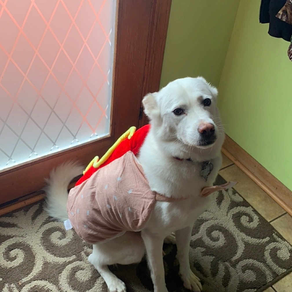 Luna is registered to the contest to win money with this photo: animal, collar, costume, cute, dog, door, frosted_glass, funny, home, hot_dog, indoor, leash_tag, patterned_rug, pet, pet_clothing, rug, sitting, tile_floor, white_dog, window