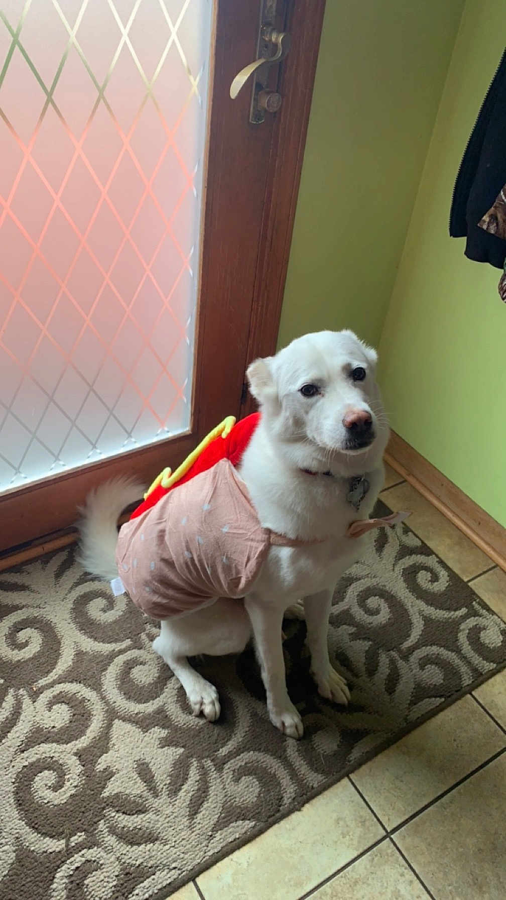 Luna is registered to the contest to win money with this photo: dog, pet, costume, hot_dog, white_dog, indoor, rug, tile_floor, door, frosted_glass, patterned_rug, sitting, animal, cute, funny, pet_clothing, collar, leash_tag, window, home