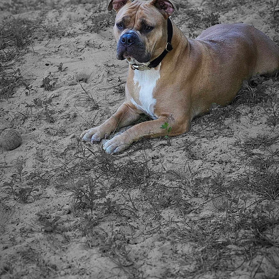 Heaven a rejoint le concours — aidez-le/la à gagner de superbes lots ! animal, boxer, bulldog, canine, dog, frenchbulldog, hound, pet, pitbull, puppy, soil