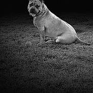 Heaven participe au concours pour gagner de l'argent avec cette photo : animal, back, ball, bodypart, boxer, bulldog, canine, dog, football, frenchbulldog, lion, nature, person, pet, pitbull, pug, puppy, soccer, soccerball, sport