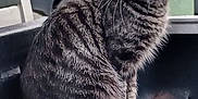 Bonzai joined the competition — help win amazing prizes! alert, animal, background, cat, close_up, feline, fur, green_eyes, nature, outdoor, parked_car, pet, pickup_truck, sitting, tabby, tail, tire, tree, vehicle, whiskers