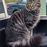 Bonzai joined the competition — help win amazing prizes! alert, animal, attention, cat, domestic_cat, ears, fur, greenery, outdoor, parked_car, pet, quiet, side_view, sitting, striped, tabby, tail, tire, vehicle, whiskers