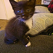 Phantom is registered to the contest to win money with this photo: kitten, cat, tuxedo_cat, pet, indoor, couch, pillow, patterned_pillow, laundry_basket, fur, whiskers, paw, white_paws, black_fur, blurry, motion_blur, cute, household, living_room, domestic