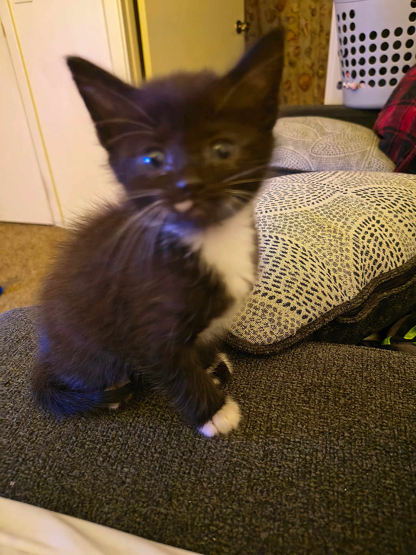 Phantom is registered to the contest to win money with this photo: kitten, cat, tuxedo_cat, pet, indoor, couch, pillow, patterned_pillow, laundry_basket, fur, whiskers, paw, white_paws, black_fur, blurry, motion_blur, cute, household, living_room, domestic