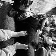 Sonalise Edyn joined the competition — help win amazing prizes! dog, pet, black_and_white, blanket, floor, child, feet, collar, texture, relaxation, indoor, furniture, cozy, resting, paw, couch, human_animal_interaction, casual, comfort, home
