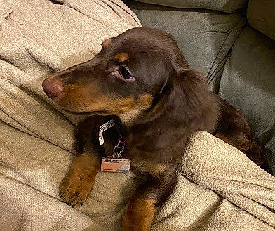 Gibbs joined the competition — help win amazing prizes! borador, carnivore, comfort, companion_dog, couch, dog, dog_breed, fur, gun_dog, hunting_dog, liver, pet_supply, sleeper_chair, sporting_group, whiskers, working_animal