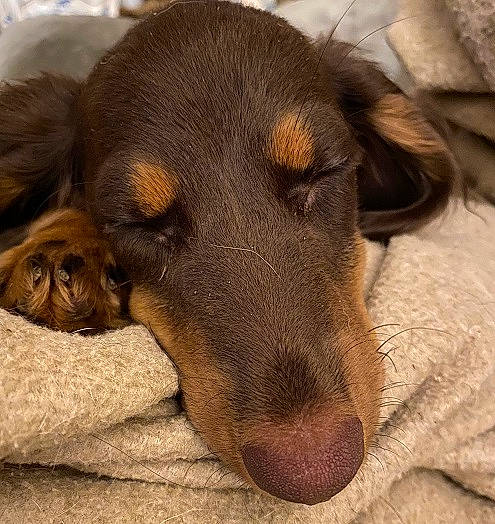 Gibbs joined the competition — help win amazing prizes! bored, canidae, carnivore, comfort, companion_dog, dog, dog_breed, ear, fur, liver, paw, pet_supply, sporting_group, terrestrial_animal, whiskers, working_animal, working_dog