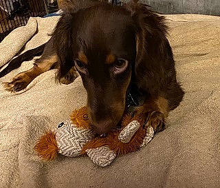 Gibbs joined the competition — help win amazing prizes! canidae, carnivore, cocker_spaniel, comfort, companion_dog, dog, dog_breed, fawn, flooring, fur, gun_dog, liver, paw, retriever, small_greek_domestic_dog, spaniel, sporting_group, whiskers, working_animal, working_dog