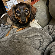 Ziva joined the competition — help win amazing prizes! puppy, dog, blanket, couch, cardboard_box, soft, brown, black, fur, ears, eyes, face, indoor, cozy, comfort, pet, resting, home, furniture, relaxation