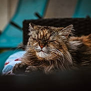 Judy participe au concours pour gagner de l'argent avec cette photo : cat, fluffy, sleeping, close_up, pet, feline, whiskers, fur, cozy, relaxed, indoor, chair, basket, blurred_background, animal, mammal, cute, domestic, resting, peaceful