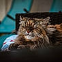 cat, fluffy, sleeping, close_up, pet, feline, whiskers, fur, cozy, relaxed, indoor, chair, basket, blurred_background, animal, mammal, cute, domestic, resting, peaceful