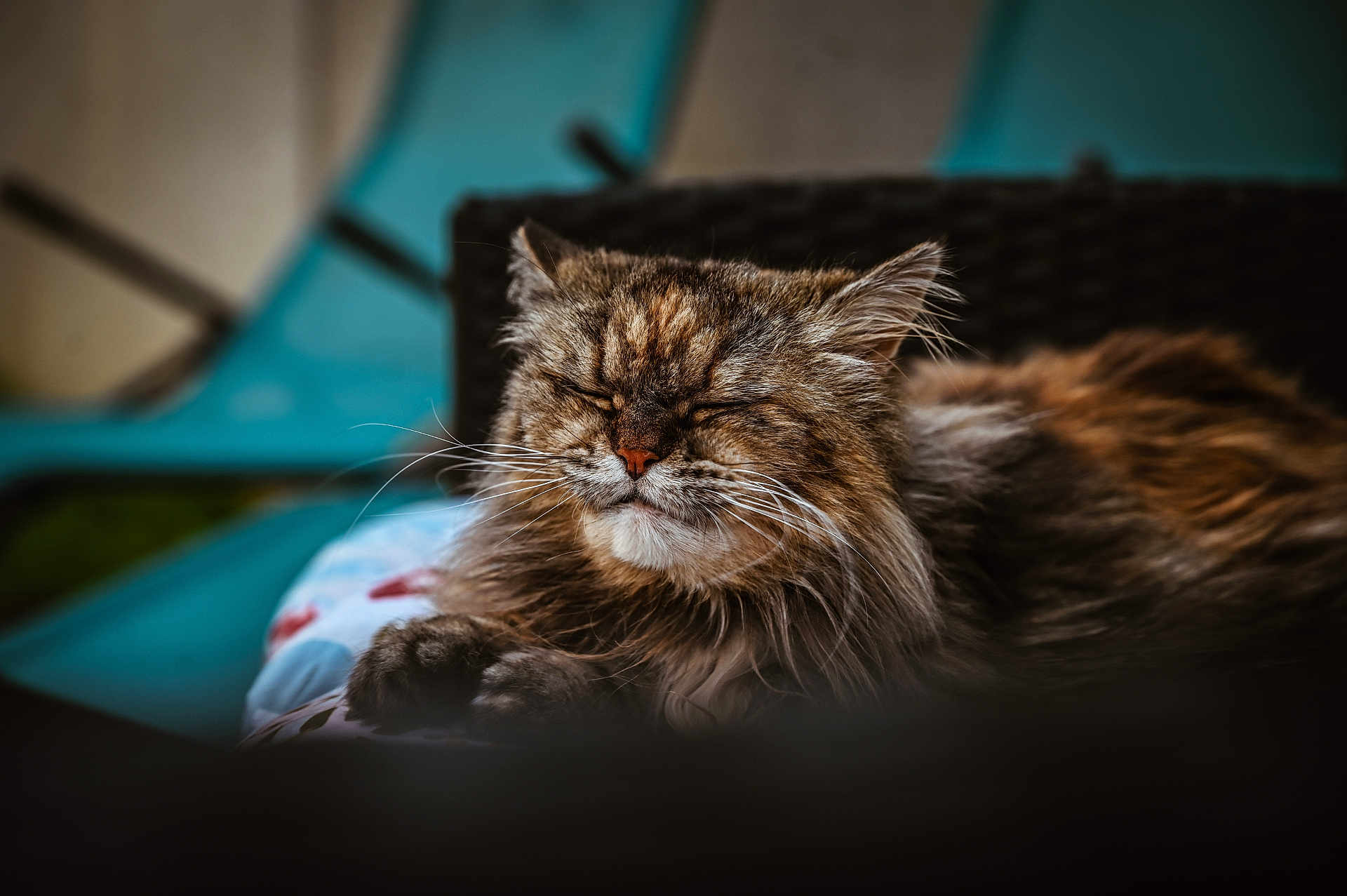 Judy participe au concours pour gagner de l'argent avec cette photo : cat, fluffy, sleeping, close_up, pet, feline, whiskers, fur, cozy, relaxed, indoor, chair, basket, blurred_background, animal, mammal, cute, domestic, resting, peaceful