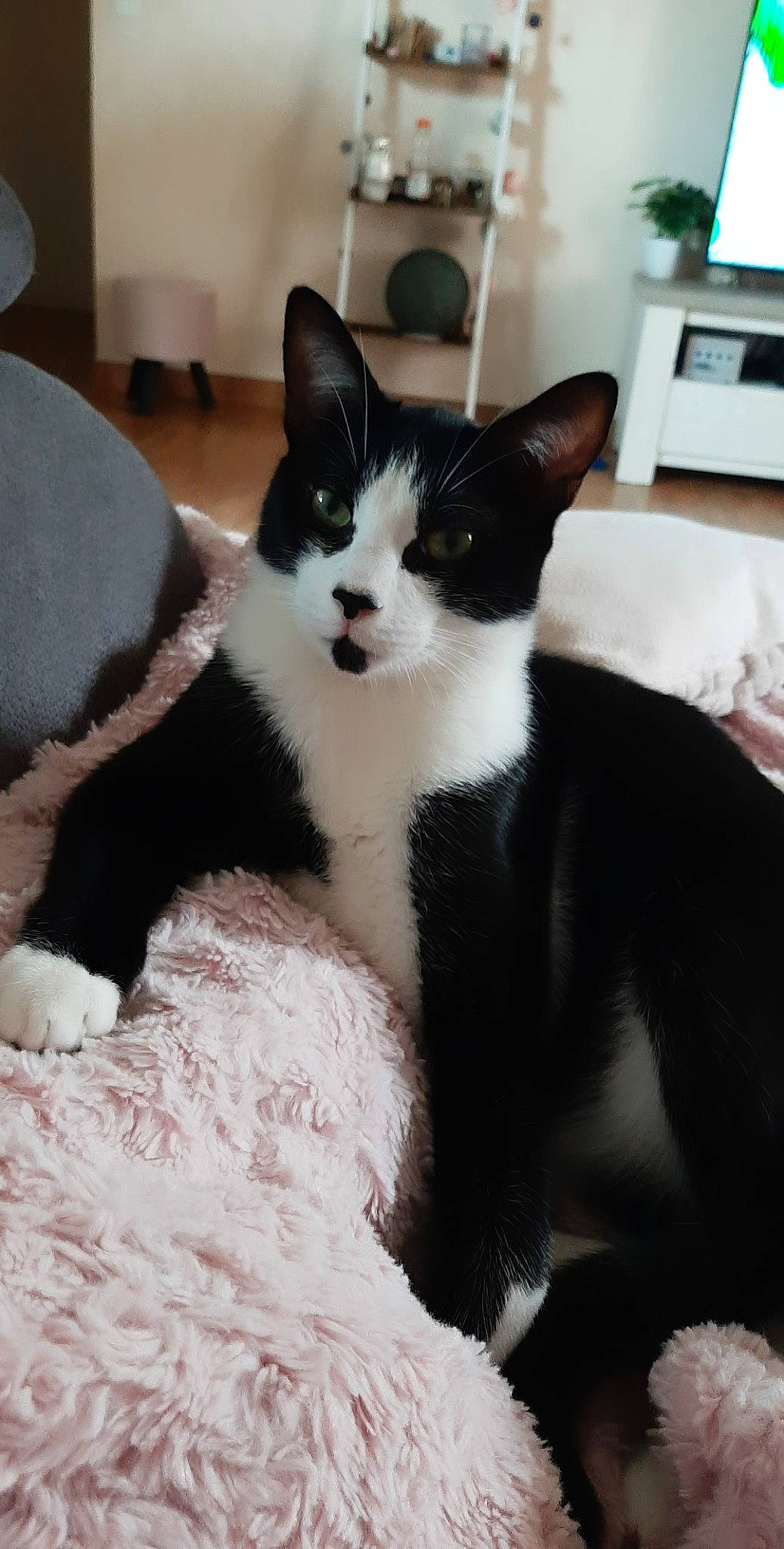 Rolly participe au concours pour gagner de l'argent avec cette photo : carnivore, cat, claw, comfort, domestic_short_haired_cat, felidae, fur, monochrome_photography, paw, room, sitting, small_to_medium_sized_cats, snout, tail, wall_plate, wall_socket, whiskers