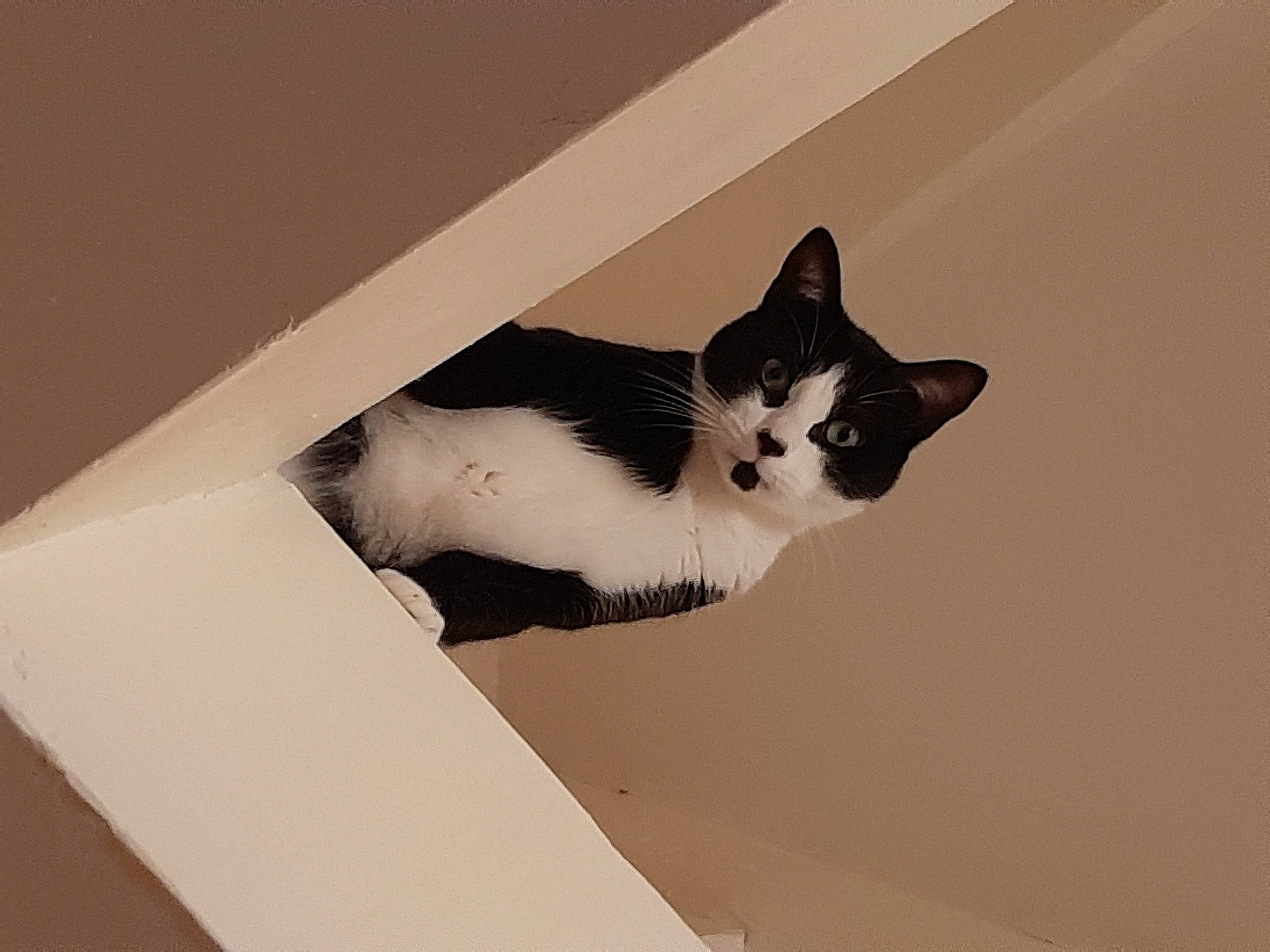 Rolly participe au concours pour gagner de l'argent avec cette photo : box, carnivore, cat, domestic_short_haired_cat, eye, felidae, formal_wear, fur, hair, head, human_body, sitting, small_to_medium_sized_cats, snout, stairs, tail, tree, whiskers, window, wood