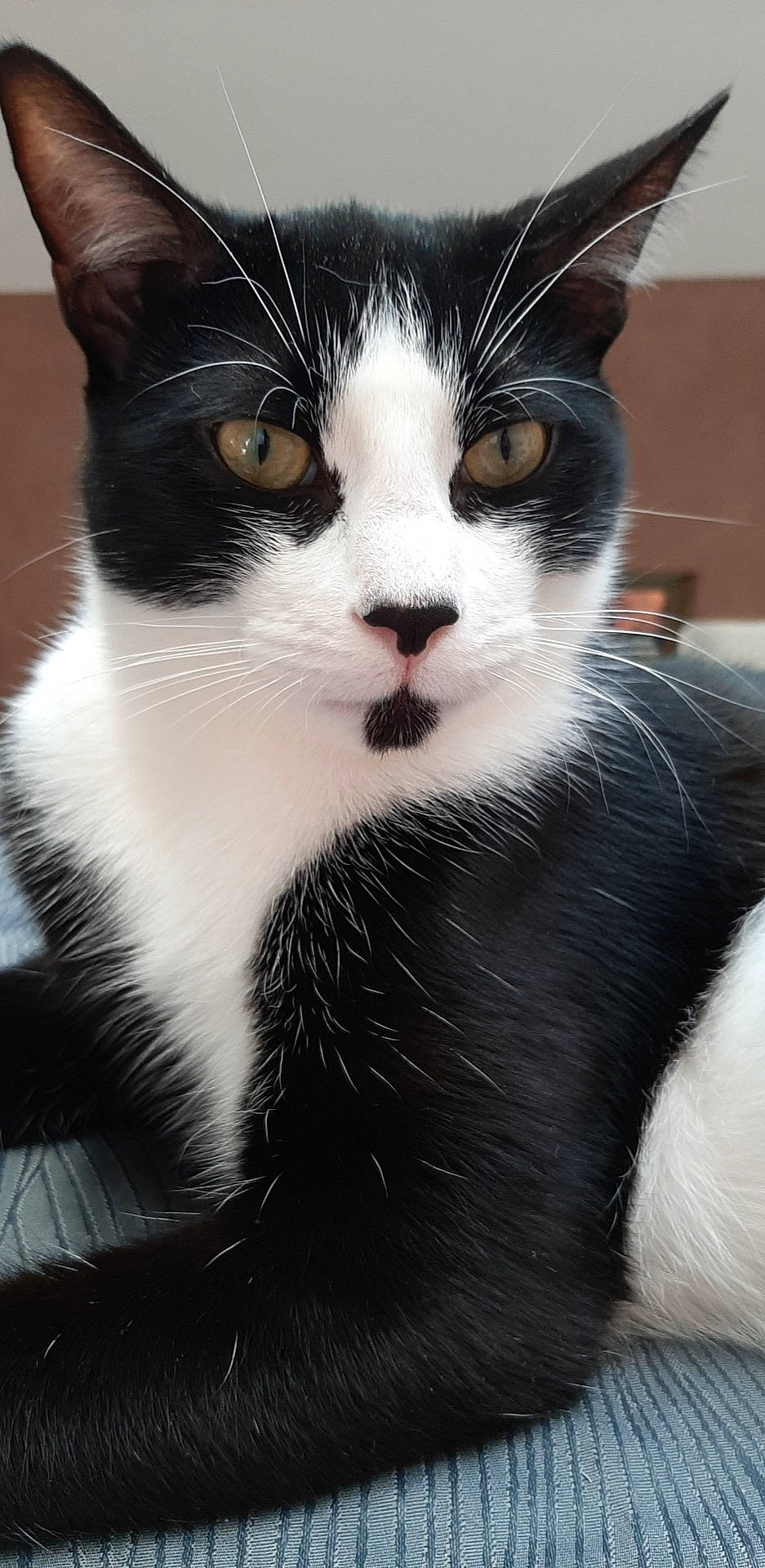 Rolly a rejoint le concours — aidez-le/la à gagner de superbes lots ! carnivore, cat, comfort, domestic_short_haired_cat, eye, felidae, fur, head, human_body, iris, monochrome_photography, nose, paw, photography, sitting, small_to_medium_sized_cats, snout, tail, tree, whiskers