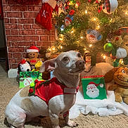 Lucky joined the competition — help win amazing prizes! dog, christmas_tree, holiday_decorations, carpet, red_sweater, gift_box, plush_toy, stocking, lights, festive, indoor, animal, pet, christmas, smiling_toy, ornament, holiday, decor, couch, cozy
