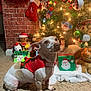dog, christmas_tree, holiday_decorations, carpet, red_sweater, gift_box, plush_toy, stocking, lights, festive, indoor, animal, pet, christmas, smiling_toy, ornament, holiday, decor, couch, cozy