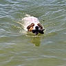 Zoey joined the competition — help win amazing prizes! animal, canine, daytime, dog, fetch, fur, happy, head, lake, mouth, nature, outdoor, pet, playful, stick, summer, swimming, tongue, water, wet