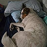 Zoey joined the competition — help win amazing prizes! animal, bed, blanket, brown_spots, canine, comfort, cozy, dog, domestic_animal, fur, indoor, paw, pet, pillow, quiet, relaxed, resting, sleeping, tail, white_dog