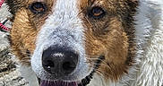 Zoey is registered to the contest to win money with this photo: animal, brown, canine, close_up, dog, ears, face, fur, happy, nose, outdoor, pet, portrait, smiling, sunlight, teeth, tongue, tongue_out, wet_fur, white