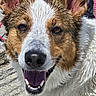 animal, brown, canine, close_up, dog, ears, face, fur, happy, nose, outdoor, pet, portrait, smiling, sunlight, teeth, tongue, tongue_out, wet_fur, white