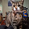 cat, tabby, indoor, pet, collar, blanket, furniture, guitar, wall_art, household_items, curious, whiskers, ears, fur, closeup, domestic_animal, sitting, alert, golden_charm, cozy