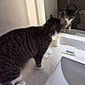 cat, tabby_cat, mirror, reflection, bathroom, counter, sink, soap, paper_cup, curious, white_paws, striped_fur, indoor, pet, animal, feline, looking, standing, clean, modern
