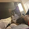 cat, tabby_cat, indoor, bed, blanket, lamp, headboard, person, arm, tattoo, wristbands, paw, fur, whiskers, relaxed, cozy, furniture, sleeping_area, closeup, domestic_animal