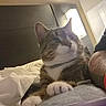 cat, tabby, indoor, bed, blanket, lamp, tattoo, wristband, person, paw, fur, resting, cozy, curious, looking, light, furniture, home, relaxed, animal