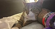 Rowena joined the competition — help win amazing prizes! cat, tabby, pet, bed, blanket, resting, tattoo, wristbands, arm, indoor, feline, closeup, relaxed, sleepy, fur, whiskers, comfort, human, animal, cozy