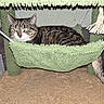 cat, tabby_cat, hammock, green, scratching_post, carpet, indoor, pet, relaxed, feline, fur, whiskers, tail, animal, domestic_animal, resting, cozy, home, furniture, rope