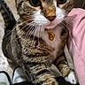 cat, tabby, pet, indoor, collar, bell, paw, fur, whiskers, curious, close_up, animal, mammal, striped, domestic_cat, feline, person, clothing, floor, shoes