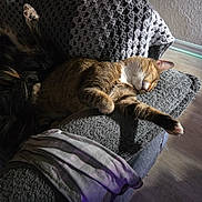 Princess is registered to the contest to win money with this photo: cat, tabby, sleeping, couch, blanket, gray, paw, relaxed, indoors, furniture, texture, knit, resting, cozy, pet, floor, sunlight, shadow, cloth, home