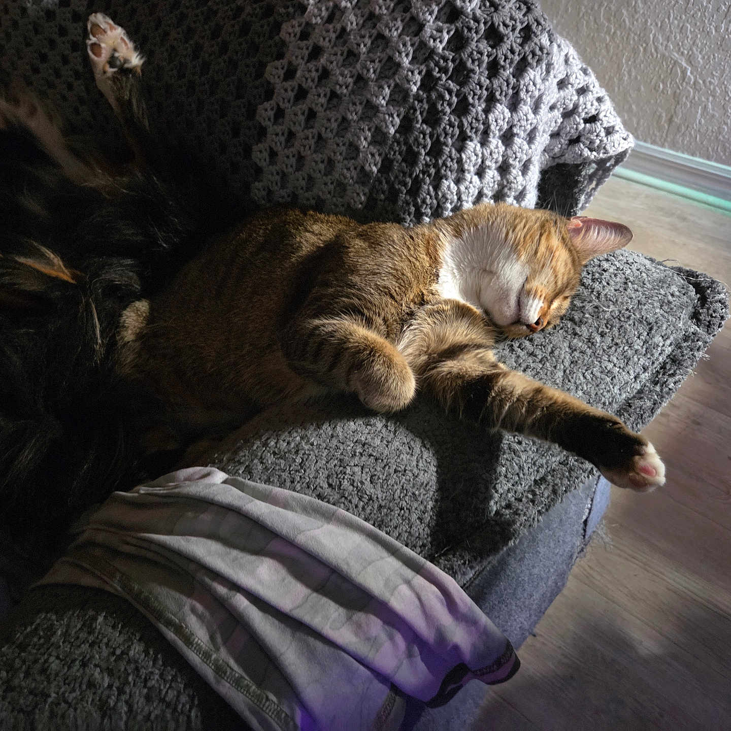 Princess is registered to the contest to win money with this photo: blanket, cat, cloth, couch, cozy, floor, furniture, gray, home, indoors, knit, paw, pet, relaxed, resting, shadow, sleeping, sunlight, tabby, texture