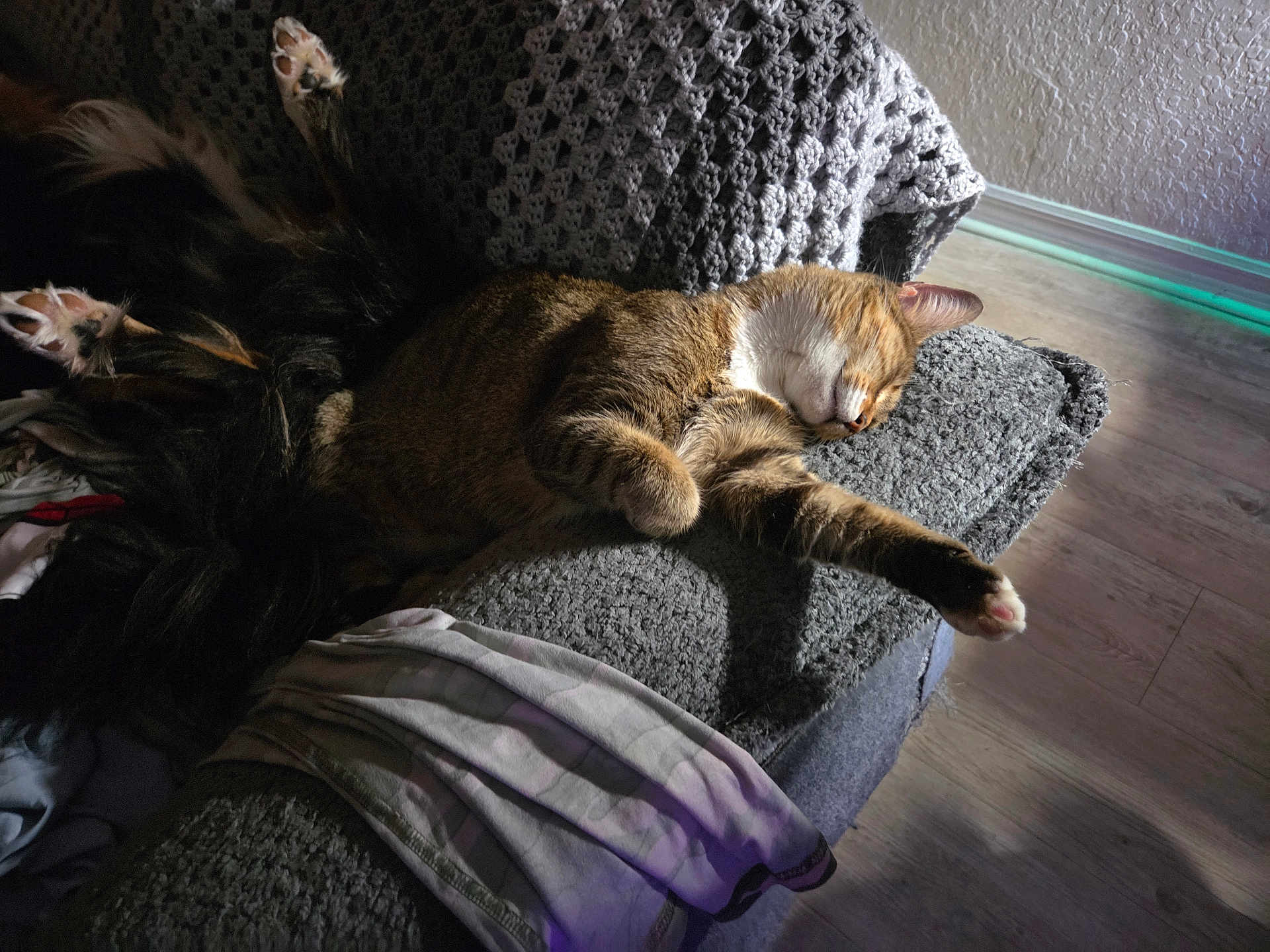 Princess is registered to the contest to win money with this photo: cat, tabby, sleeping, couch, blanket, gray, paw, relaxed, indoors, furniture, texture, knit, resting, cozy, pet, floor, sunlight, shadow, cloth, home