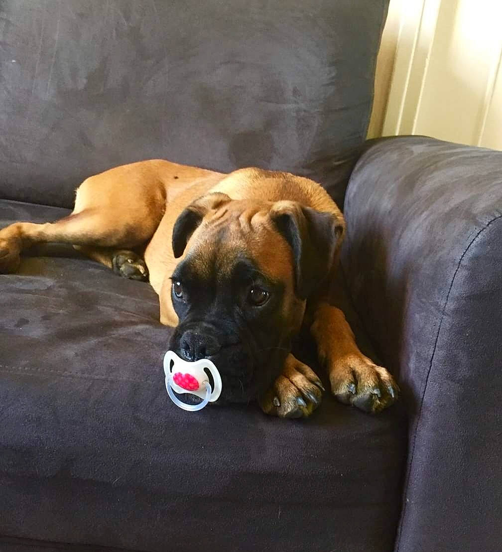 Lady participe au concours pour gagner de l'argent avec cette photo : bored, boxer, carnivore, comfort, companion_dog, dog, dog_breed, dog_supply, fawn, flooring, great_dane, guard_dog, hardwood, liver, pet_supply, snout, sporting_group, terrestrial_animal, working_animal, working_dog