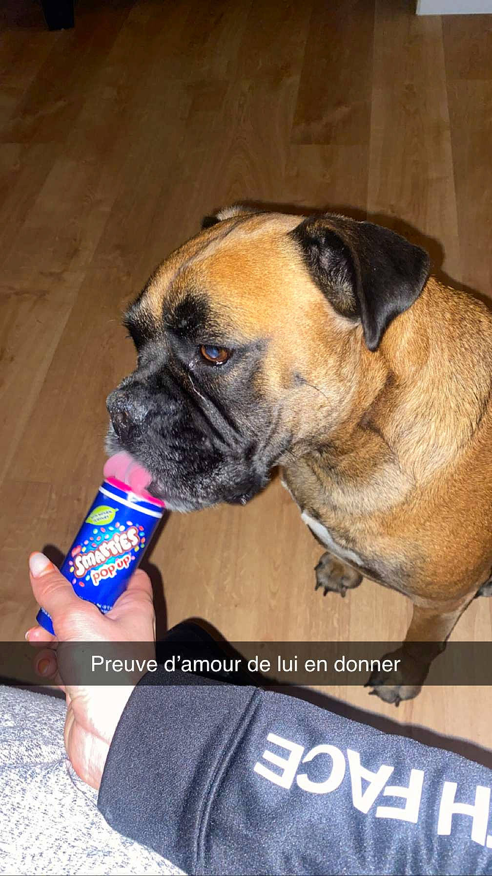 Lady participe au concours pour gagner de l'argent avec cette photo : ancient_dog_breeds, boxer, canidae, carnivore, collar, companion_dog, dog, dog_breed, electric_blue, fawn, molosser, non_sporting_group, paw, snout, sporting_group, whiskers, working_dog, wrinkle